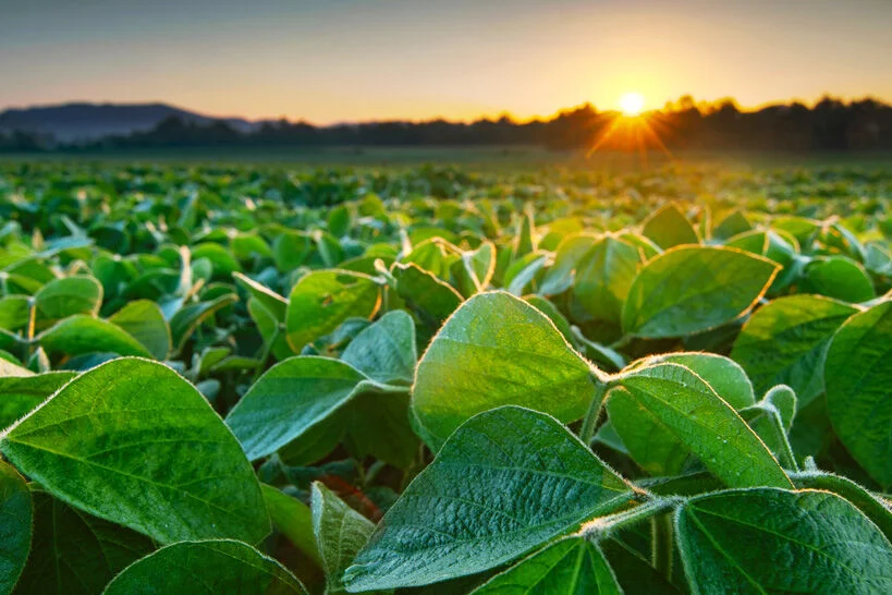 Bunge - Soyfield - Hero 1.jpg